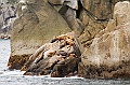 Alaska Wildlife-60